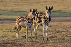 Burchell's zebra (Equus quagga burchelli)