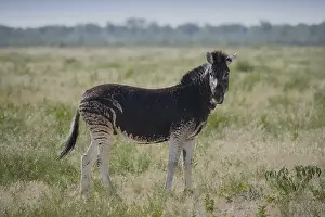 Burchell's Zebra (Equus quagga burchelli) with abnormal dark coat color