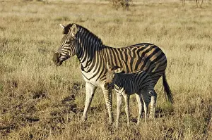 A Burchells Zebra (Equus quagga burchelli) with a calf in the Kruger Park