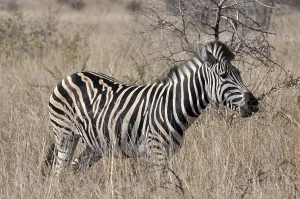A Burchells Zebra (Equus quagga burchelli) in the Kruger Park