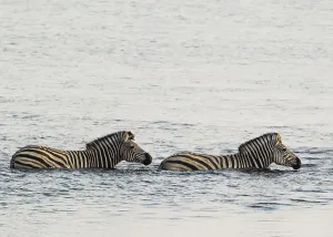 Burchell's Zebra (Equus quagga burchelli) in the water