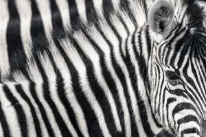 Burchell's Zebra (Equus quagga burchellii)