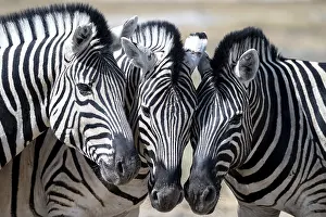Burchell's zebra (Equus quagga burchellii)