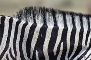 Burchell's zebra (Equus quagga burchellii)