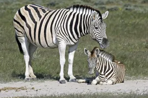 Burchell's zebra (Equus quagga burchellii) with foal