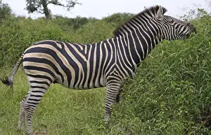 Burchell's zebra, S<br> Burchell's zebra, S
