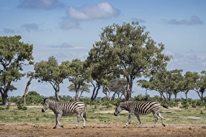 Burchell's Zebras (Equus burchelli) run one after the other