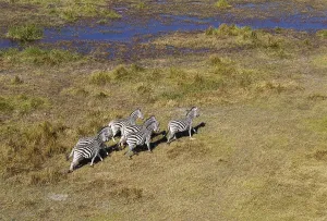 Burchell's Zebras (Equus quagga burchelli)