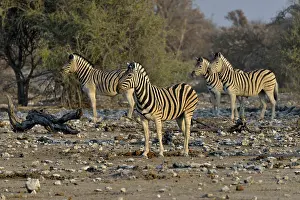 Burchell's Zebras (Equus quagga burchelli)