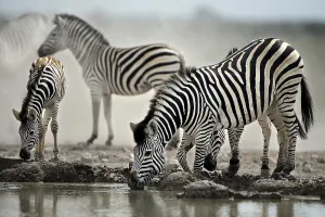 Burchell's Zebras (Equus quagga burchelli) drinking at a waterhole