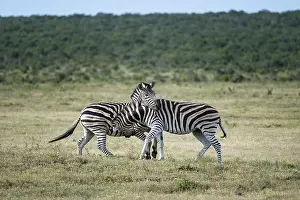 Two Burchell's zebras (Equus quagga burchelli) fighting