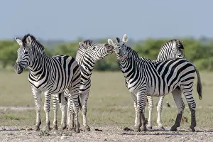 Burchell's Zebras (Equus quagga burchelli) at a waterhole