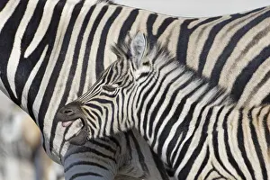 Burchells zebras (Equus quagga burchellii)