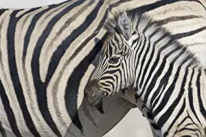 Burchells zebras (Equus quagga burchellii)