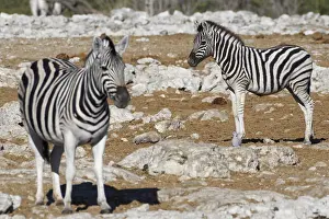 Burchells zebras (Equus quagga burchellii)