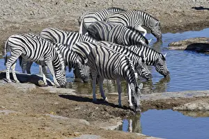 Burchells zebras (Equus quagga burchellii)