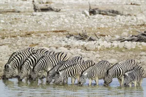 Burchell's zebras (Equus quagga burchellii) drinking at waterhole