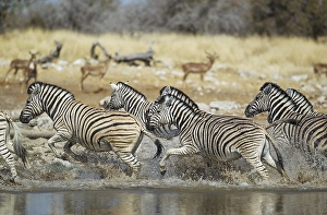 Burchell's zebras (Equus quagga burchellii) at waterhole