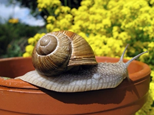 Burgundy snail (Helix pomatia)