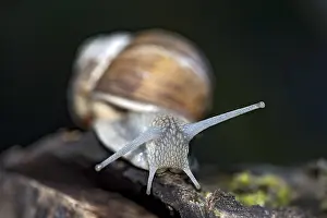 Burgundy snail (Helix pomatia) crawling over dead wood