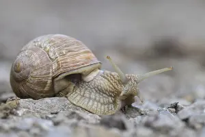 Burgundy snail (Helix pomatia)Leutratal