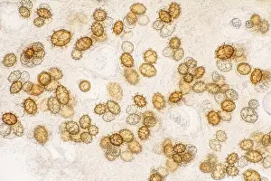 Burgundy truffle (Tuber uncinatum)