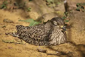 Burhinus capensis