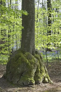 Burl, burr, rounded outgrowth on beech (Fagus sylvatica) tree trunk in forest