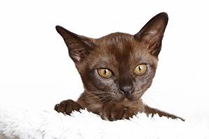 Burmese cat, 10 weeks old