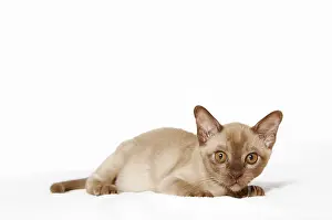 Burmese cat, 10 weeks old