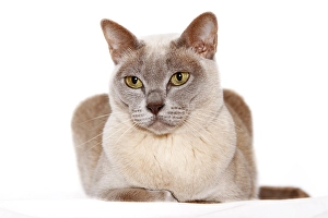 Burmese cat