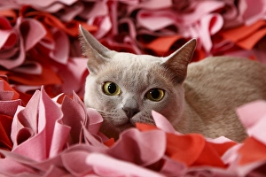 Burmese cat