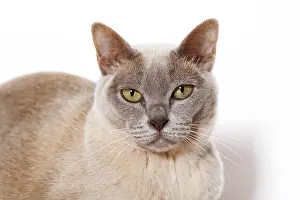 Burmese cat