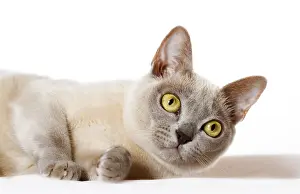 Burmese cat