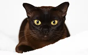 Burmese cat