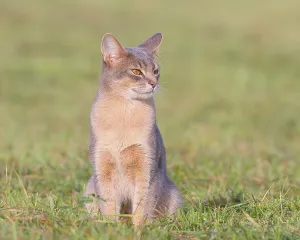 Burmese cat, Burmese, sitting in a meadow