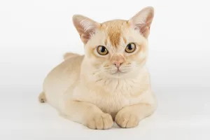 Burmese cat color cream full-length on white background