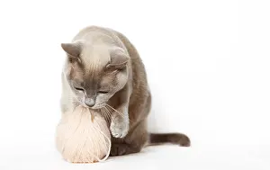 Burmese cat playing with a ball of yarn