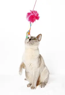 Burmese cat playing with a cat toy