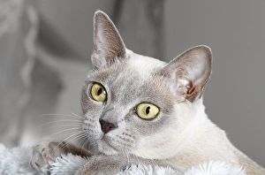 Burmese cat, portrait