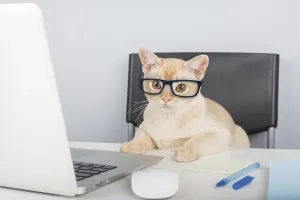 Burmese cat sitting at laptop indoors. Copy space