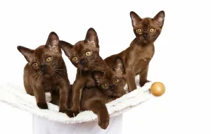 Four Burmese cats, 10 weeks, on a hammock