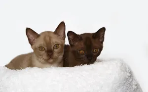Two Burmese cats, 10 weeks old