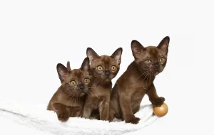 Three Burmese cats, 10 weeks old