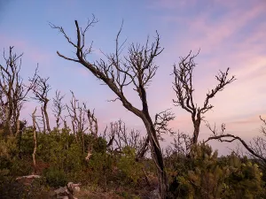 Burned trees at sunrise, La Gomera