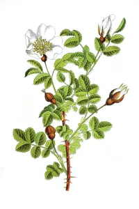 Burnet rose (Rosa spinosissima)
