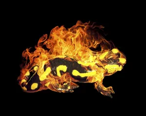 A burning fire salamander in black back