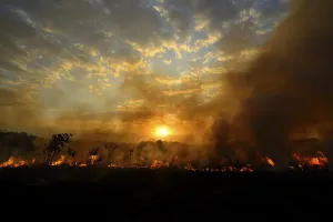 Burning vegetaition in a bushfire at sunset