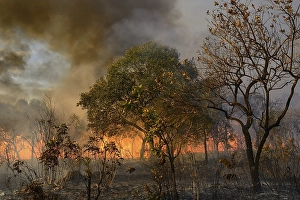 Burning vegetation in a bushfire