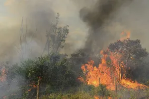 Burning vegetation in a bushfire